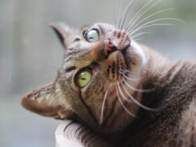 esperance de vie chat