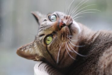 esperance de vie chat