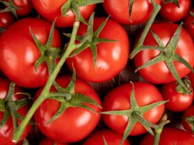 tomates fruit ou legume