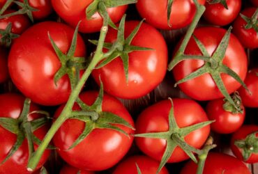 tomates fruit ou legume
