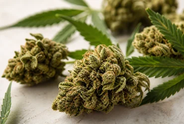 Fleurs de CBD et feuilles de chanvre en illustration éditoriale