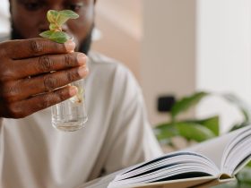Lecture et jeune plante, symbole de développement personnel